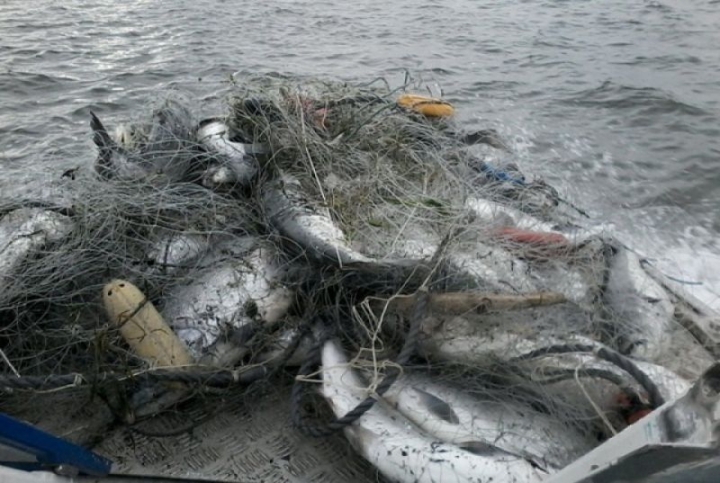 Kamchatka police officers caught a poacher with sockeye salmon and chinook salmon on the Kozyrevka River