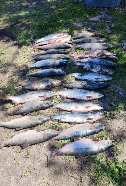 Salmon poacher caught in the east of Kamchatka