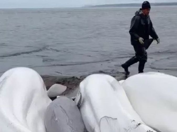 Kamchatka minister mocked the “efficiency” of the rescue of belugas