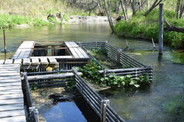 In Kamchatka, the effectiveness of restoring the salmon population was assessed