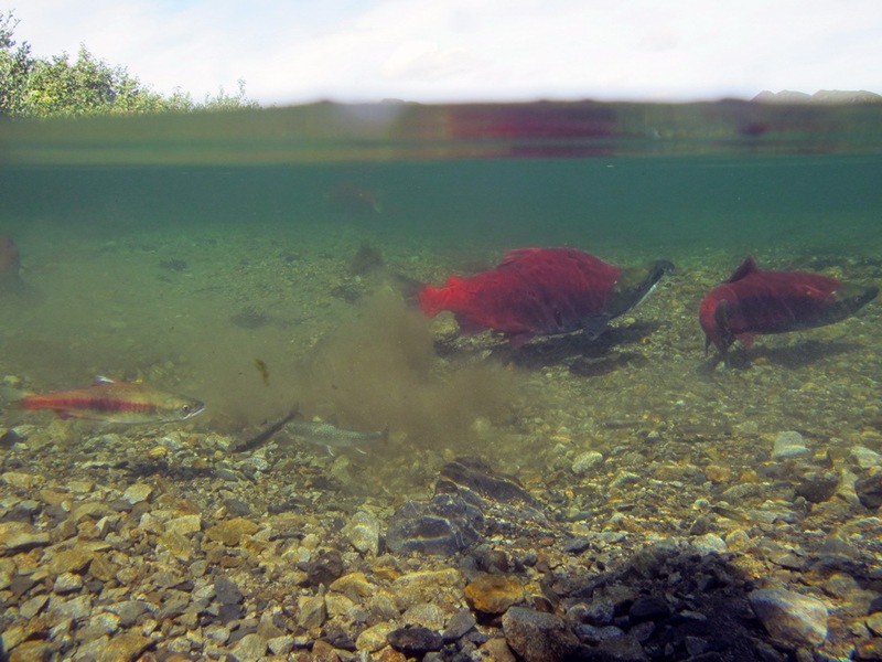 Forecast: young pink salmon, chum salmon and sockeye salmon are counted in Kamchatka