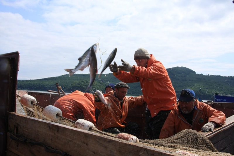 Kamchatka’s KMNS is sounding the alarm: the cancellation of “passing days” threatens salmon