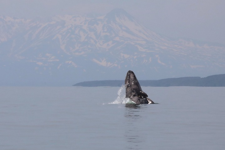 Rare gray whales have returned to Kamchatka again