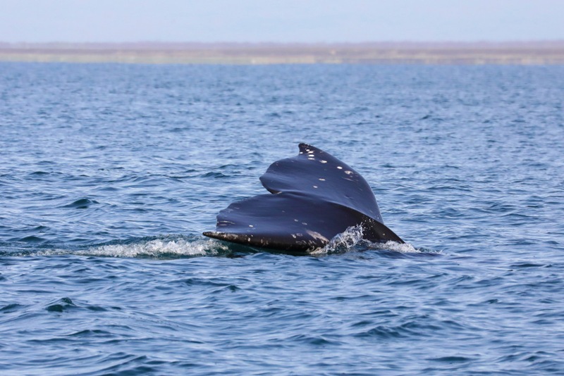 The gray whale watching season has started in Kamchatka