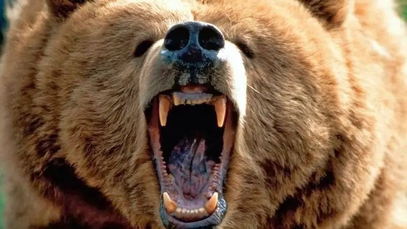 Exercises to “neutralize” bears that came out to people were held in Kamchatka