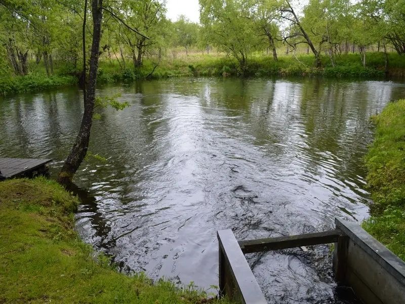 A large construction site in Kamchatka is hiding behind the release of juvenile salmon