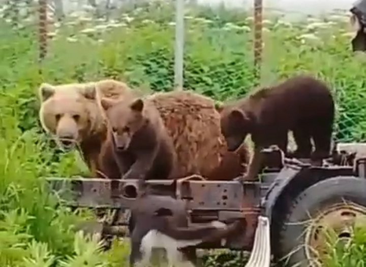 In Kamchatka, a family of bears decided to fix a broken truck