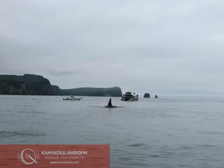 Photo fact: killer whales entered Avacha Bay in Kamchatka