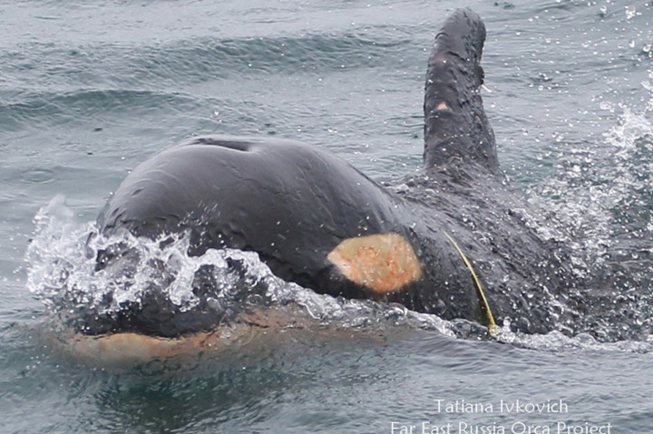 Baby killer whale trapped in plastic in Avacha Bay
