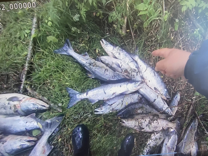 Poachers abandoned a boat, nets and catch in Yelizovsky district