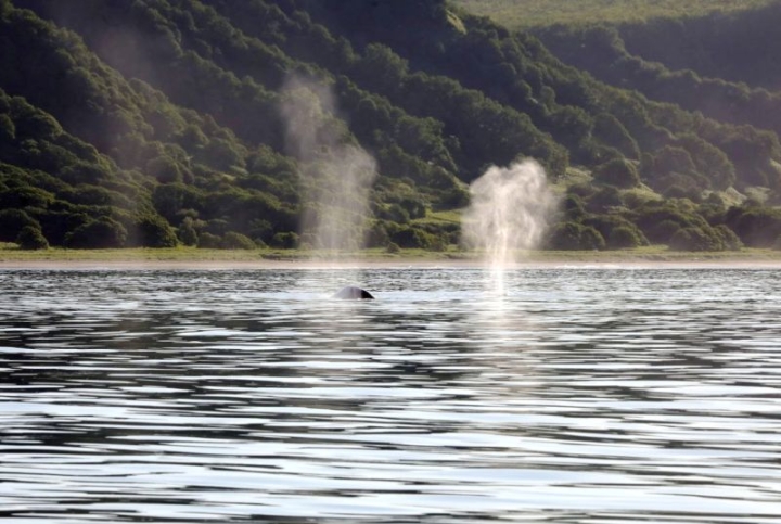 In a nature reserve in Kamchatka, female gray whales show off their cubs