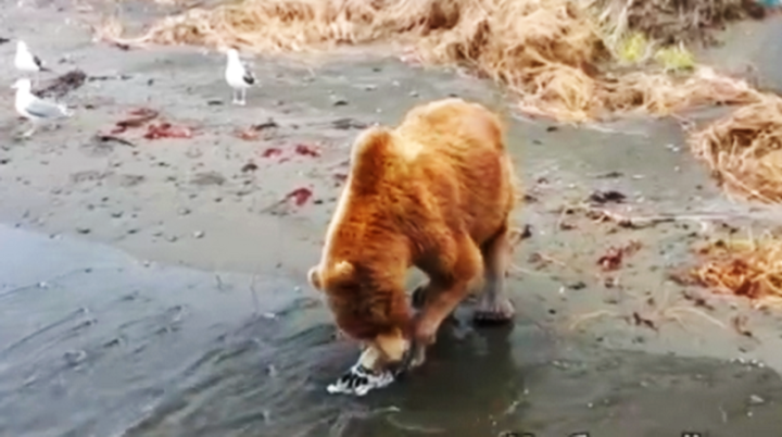 A hungry bear in Kamchatka on the ocean shore was eating plastic while waiting for fish