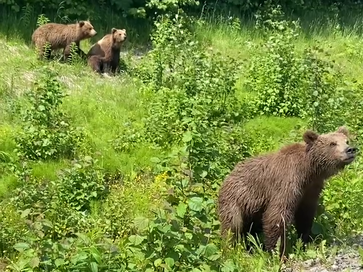 Kamchatka hunting inspectors eliminate the bear cordon on the Milkovsky highway