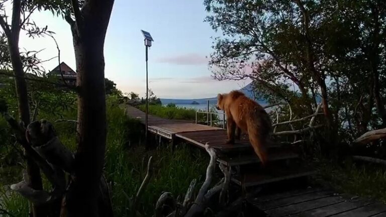 The Secret of Bearish Weight: how to monitor the health of predators in Kamchatka