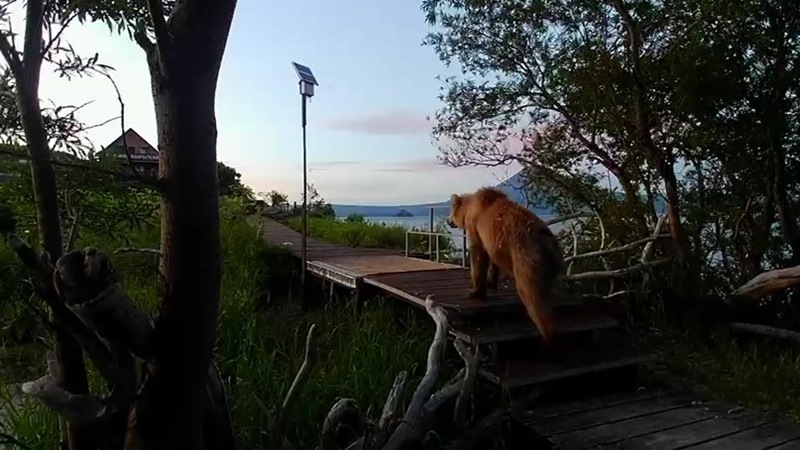The Secret of Bearish Weight: how to monitor the health of predators in Kamchatka