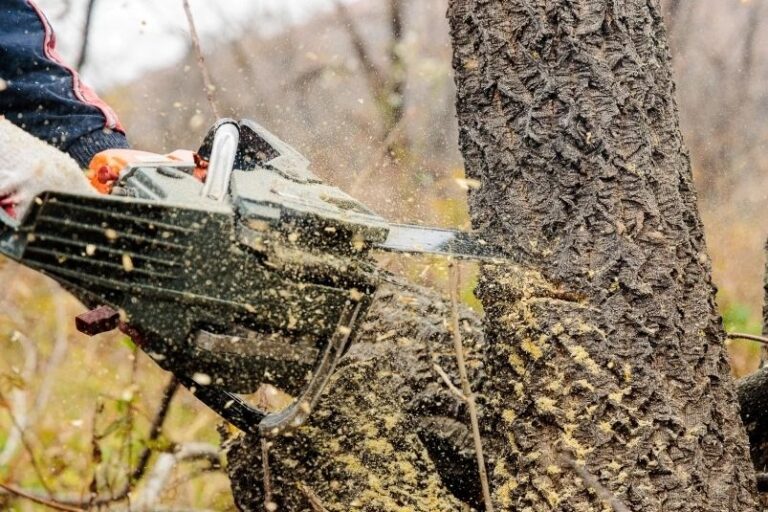 Illegal logging of stone birch in Kamchatka turned into a criminal case