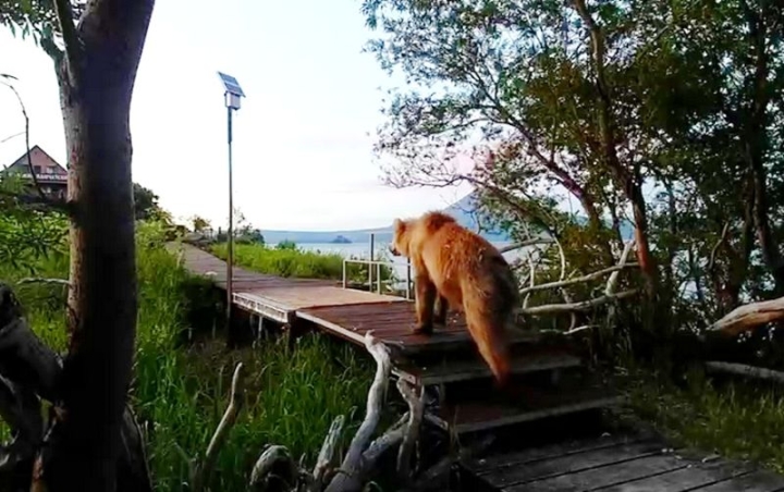 Kamchatka bears were weighed on the shore of Kuril Lake