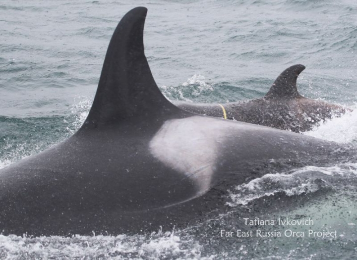 A baby killer whale in a plastic loop was spotted in Avacha Bay in Kamchatka