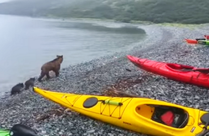 The “gang” of clubfoots in Kamchatka was again included in the incident report two years later.