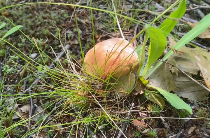The first mushrooms appeared in the vicinity of Petropavlovsk