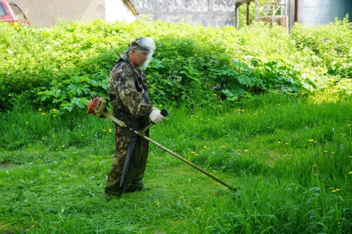 Petropavlovsk-Kamchatsky is being freed from the thickets of hogweed