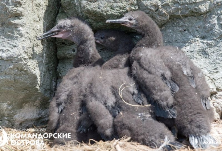 In the Commanders, the parents of red-faced cormorants protect their chicks from gray gulls.