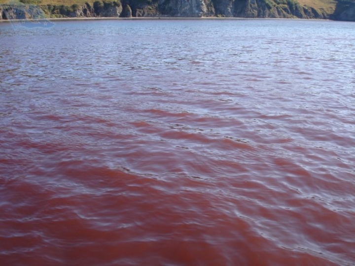 Residents of Kamchatka were warned about “red tides” in Avacha Bay