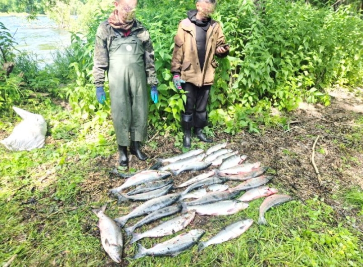 Kamchatka fish inspectors caught poachers with a catch of 600 thousand rubles