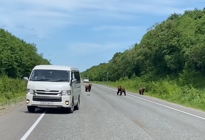 Three cubs in Kamchatka blocked the Milkovo highway