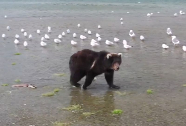 Kamchatka Minister met a white-eared bear cub on Kuril Island