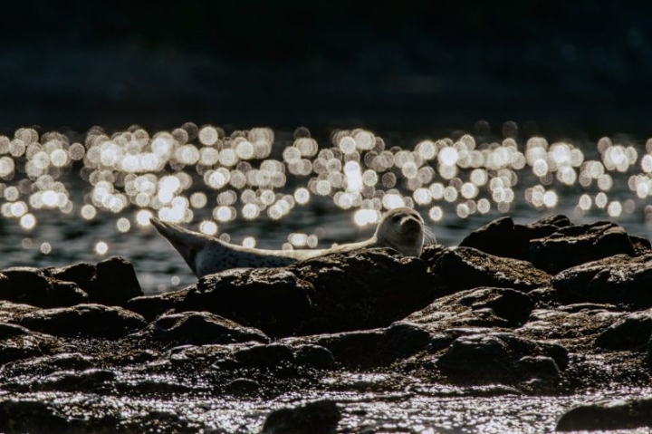 Seals in Kamchatka greet tourists in a friendly way