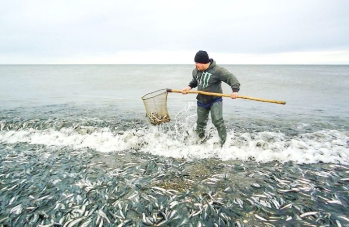 Kamchatka fishermen caught all capelin in the west of the peninsula