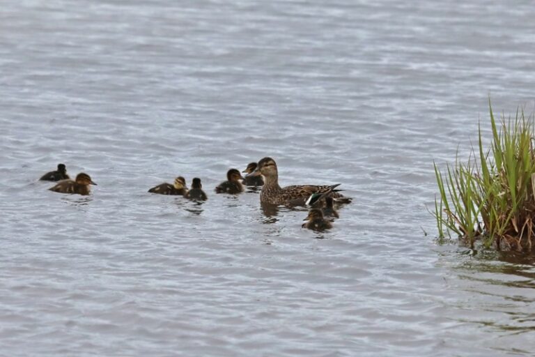 In the Kronotsky Nature Reserve, they ask not to “save” the chicks of ducks and sandpipers.