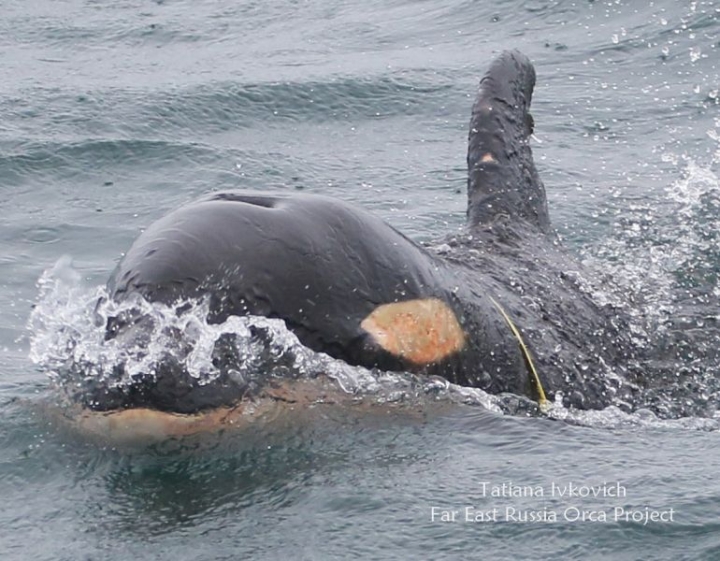 Scientists in Kamchatka are asked not to approach a killer whale trapped in a plastic garrote.