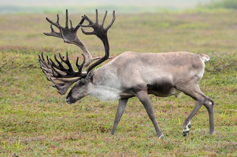 Kamchatka deer escape from wildebeest in the waters of the Pacific Ocean