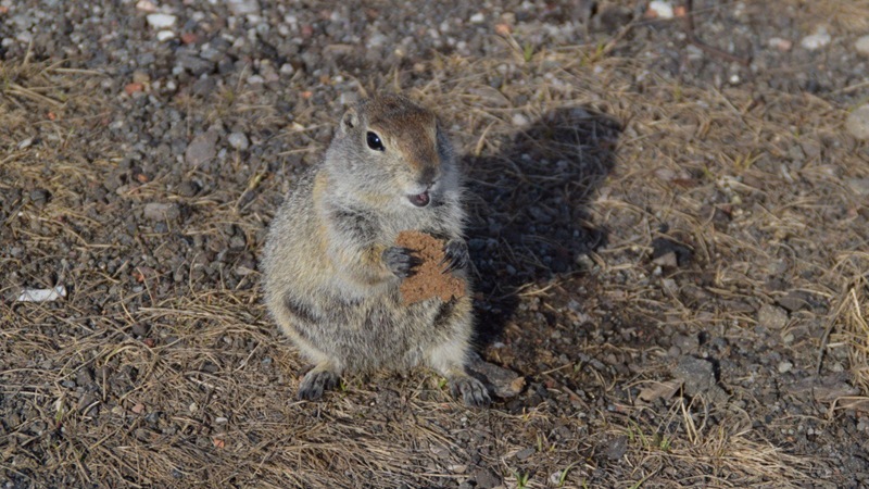 Kamchatka evrazhki: How tourists’ “love” kills wild animals
