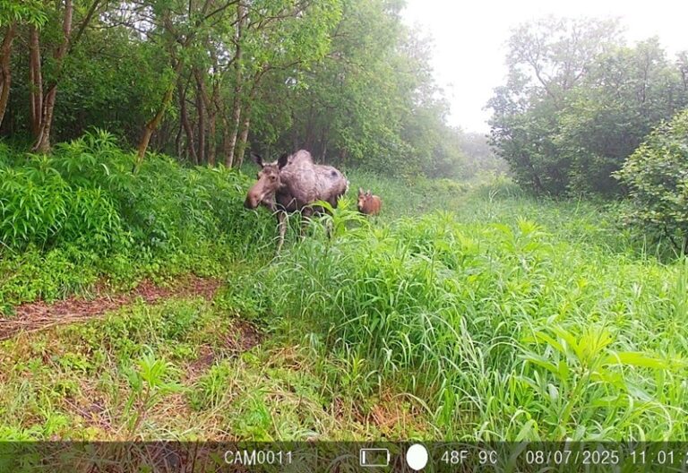 A camera in the reserve captured a new generation of Kamchatka moose