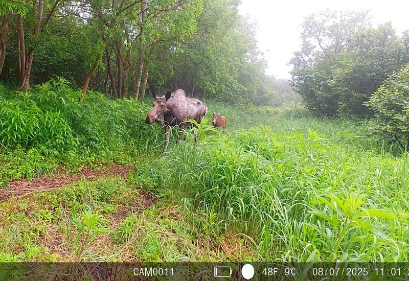 A camera in the reserve captured a new generation of Kamchatka moose
