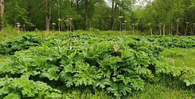 Invasive hogweed threatens Kamchatka’s unique ecosystem