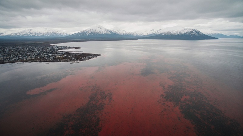 Kamchatka has been hit by a deadly “red tide”: the water in the bay is full of poison
