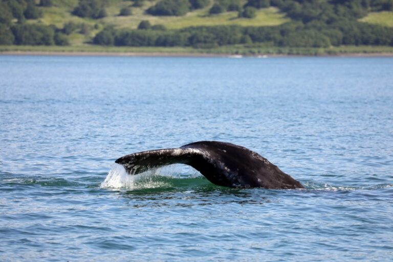 The gray whale population in Kamchatka is showing signs of recovery