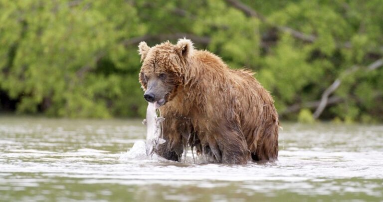 Sockeye salmon spawn: Kamchatka bears open big fishing season