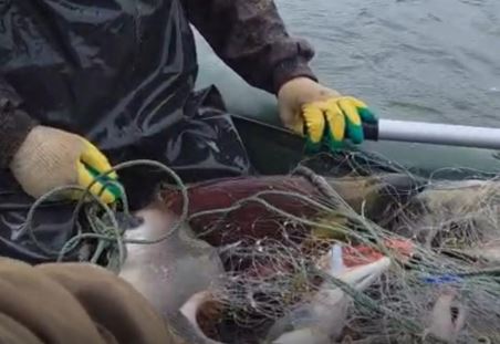 Russia Cracks Down on Salmon Poachers in Wild Kamchatka