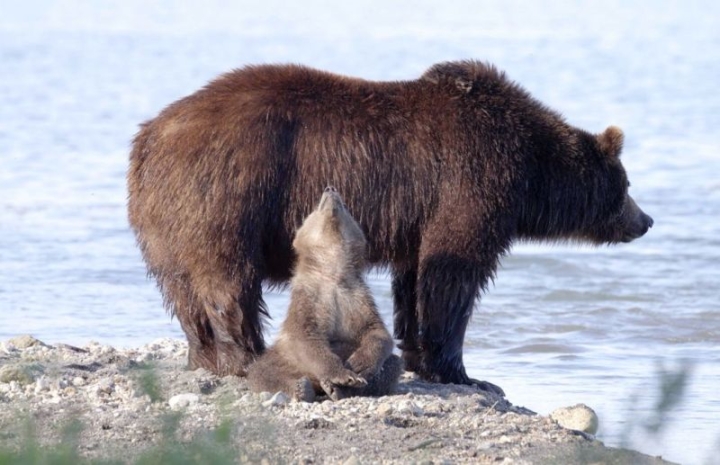 Russia’s Wild Star: Bear Cub Steals Show in New Nature Film