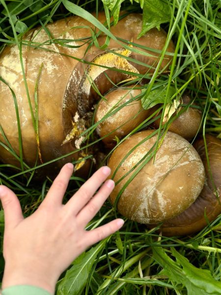 Giant ‘Soccer Ball’ Fungus Found in Russia’s Remote Kamchatka