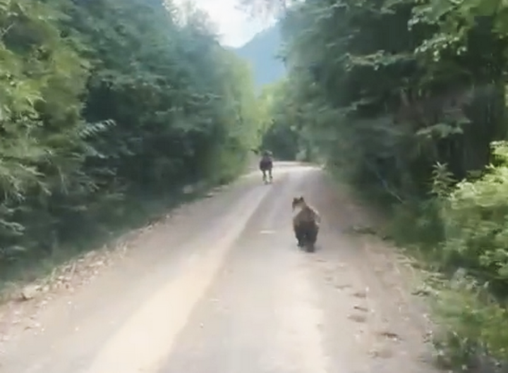 Russia’s Kamchatka: Wildlife Harassment for Social Media Clicks