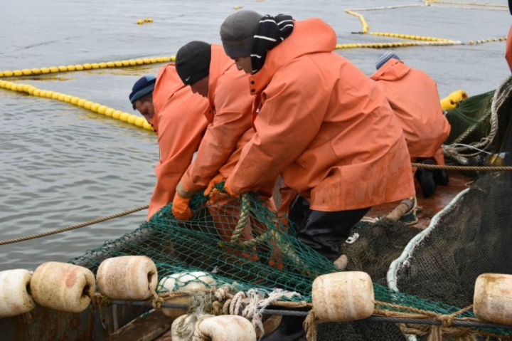 Kamchatka’s “Red Tide” Crisis Threatens Vital Salmon Industry