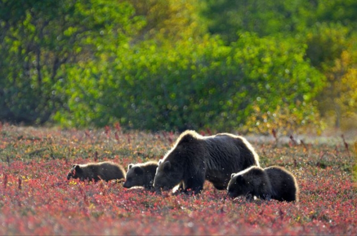 Kamchatka Wildlife Unfazed by Volcanic Ash, For Now