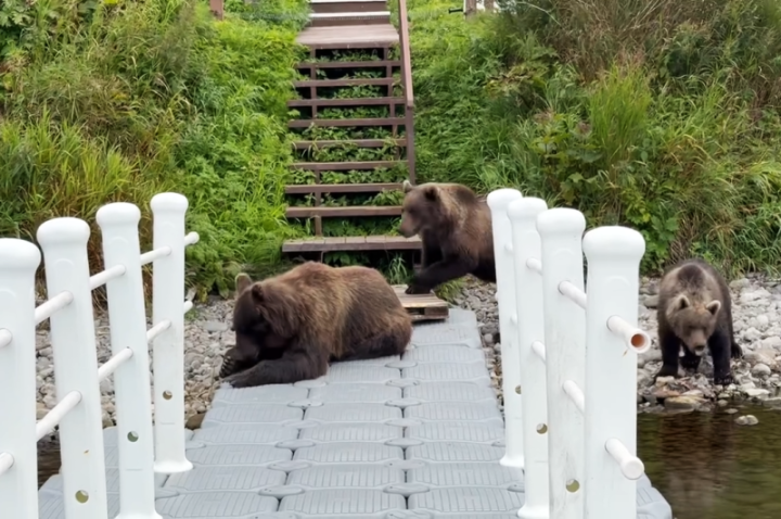 Kamchatka’s ‘Courtyard Bears’ Forge Unique Bond with Humans