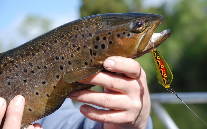 Russia’s Far East: Fishing Tourism Puts Salmon and Locals at Risk